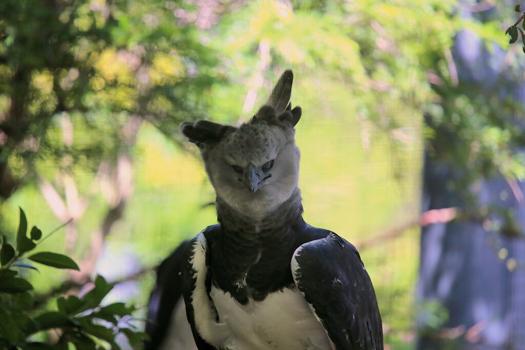 Creepy Birds