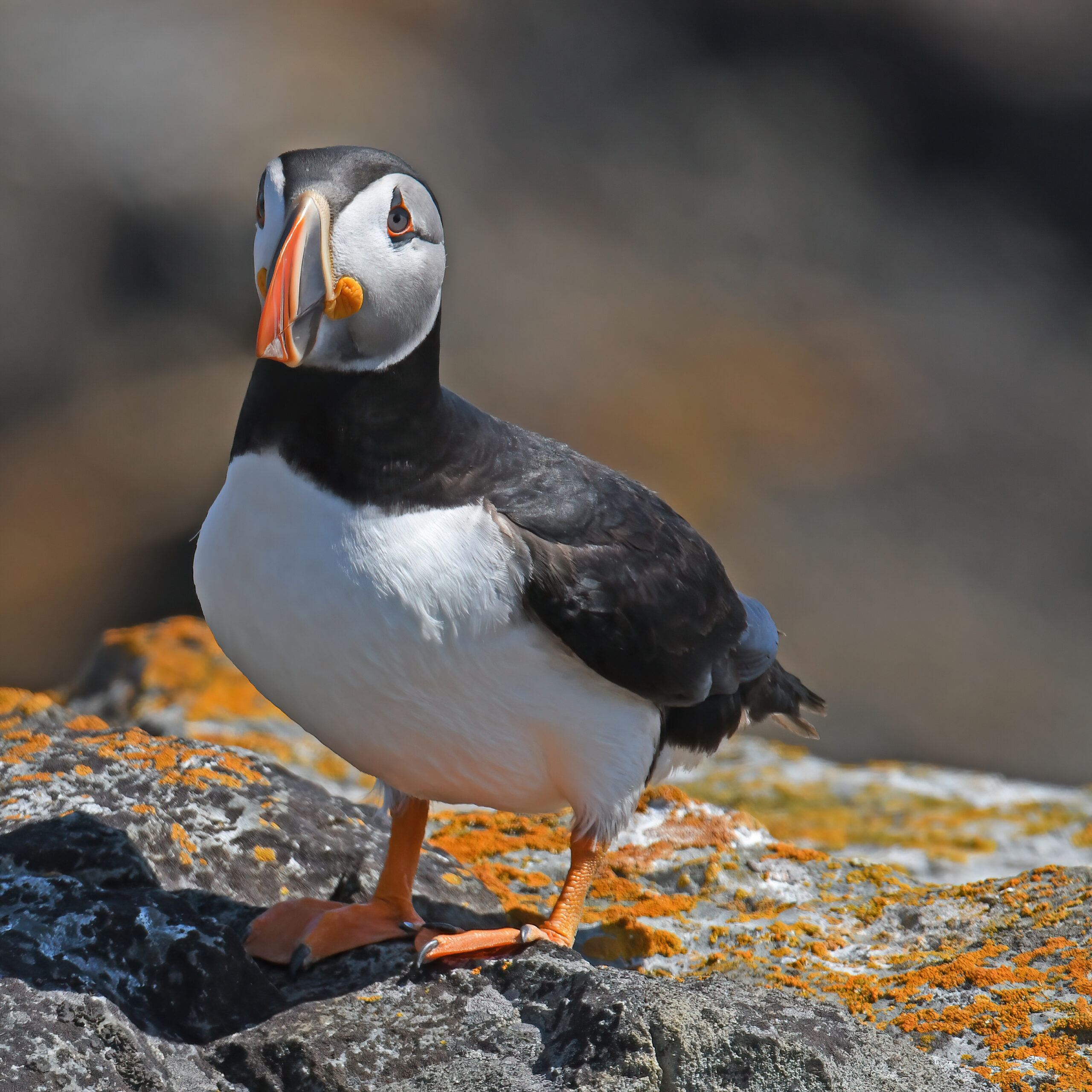 Cute Birds